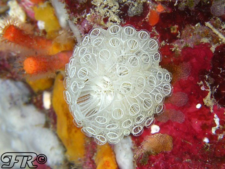 Polycitor crystallinus
